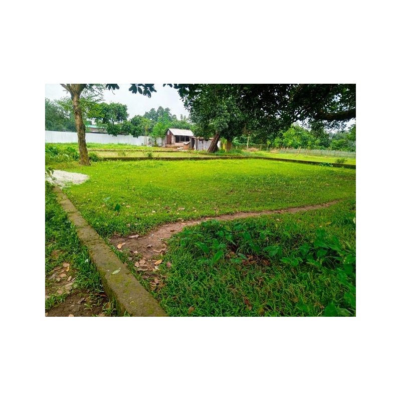 4-Century Land Sale at Ankarain Area Savar