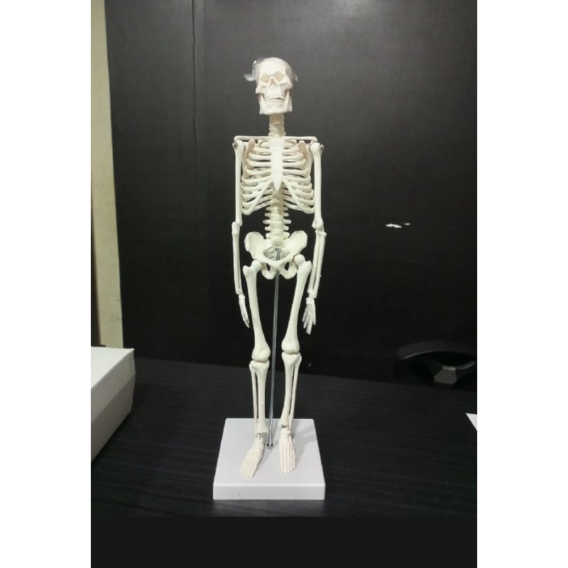 45cm Human Skeleton Anatomy