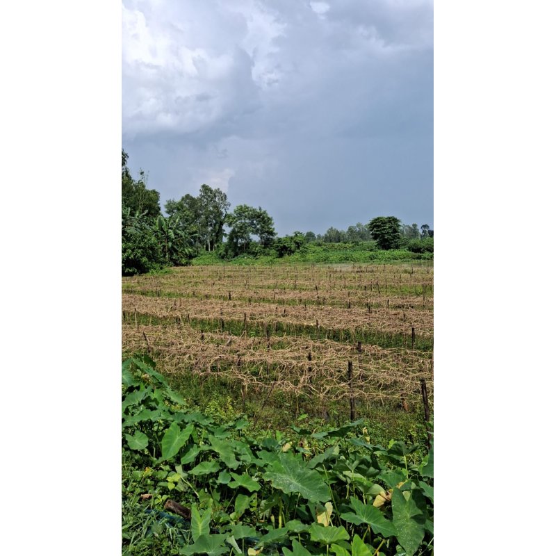 49.69 Katha Land Sale at Dhamrai, Dhaka