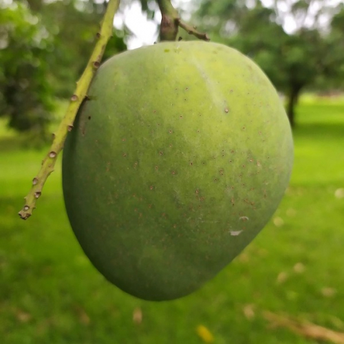 Himsagar Mango 10Kg