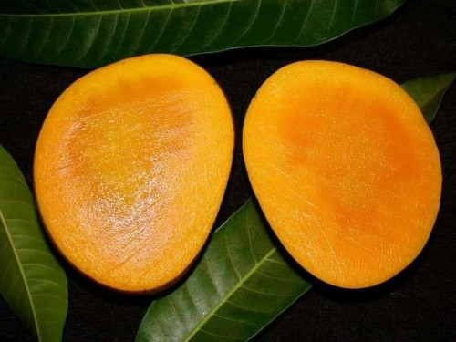 Himsagar Mango from Chapainawabganj