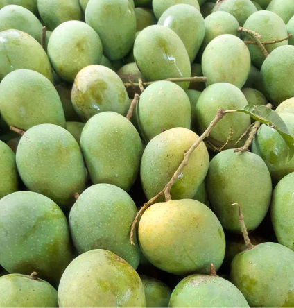 Himsagar Mango from Naogaon