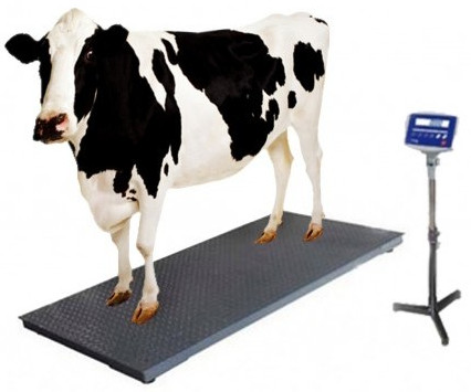 Cow Weight Machine