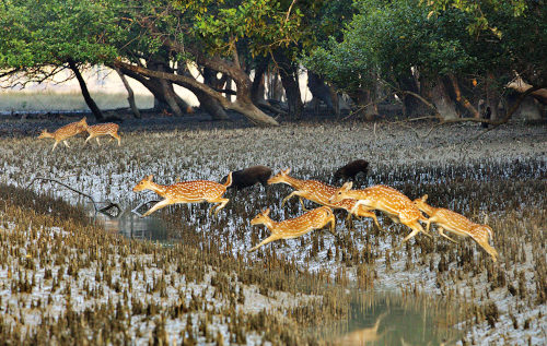 Sundarban 3-Days 2-Night Tour Package