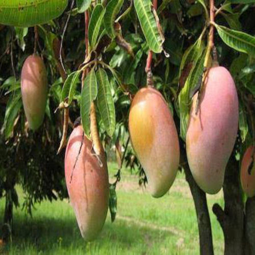 Fresh Rajshahi Amrapali Mango 20Kg