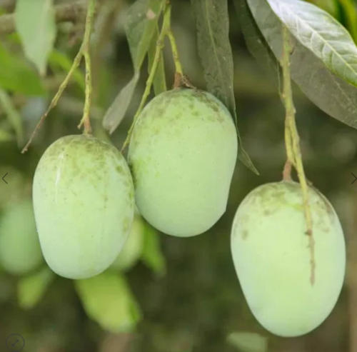 Rajshahi Fresh Langra Mango 20Kg