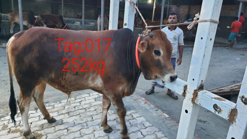 Desi Red Cow