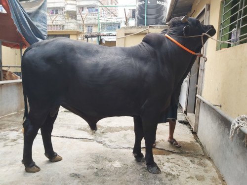 Australian Cow 580Kg