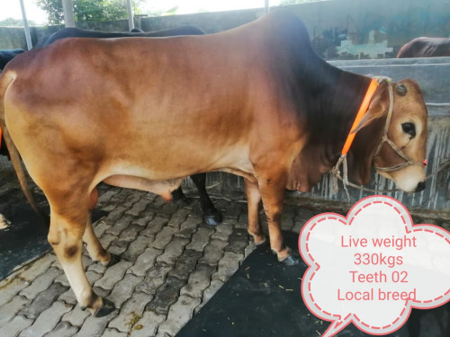 Native Red Cow 330Kg