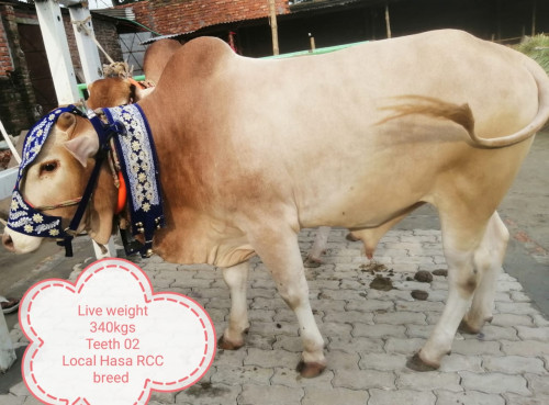 Red Chittagong Cow