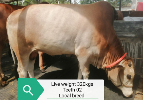 Native Brown Cow 320Kg