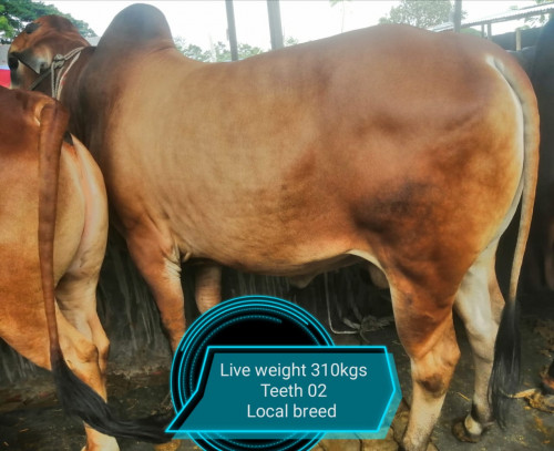 Desi Red Cow 310Kg