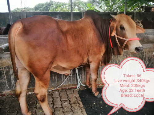 Local Red Breed Cow-340Kg