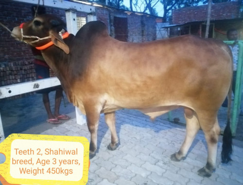 Shahiwal Breed Cow-450Kg