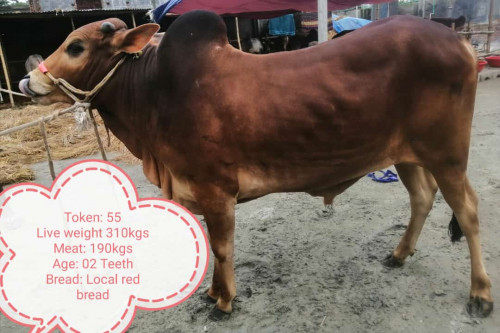 Local Red Breed Cow-310Kg