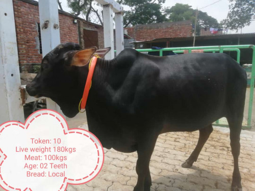 Deshi Breed Black Cow-180Kg