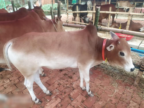 Deshi Bull Cow 175Kg