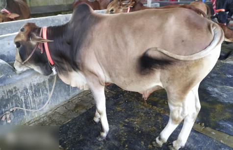 Deshi Brown Color Bull Cow 230Kg