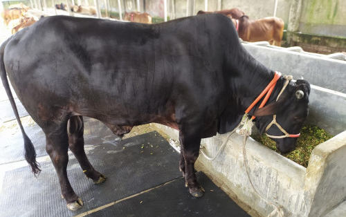 Shahiwal Breed Cow 530Kg