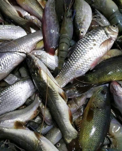 Panchmisali Fish from River