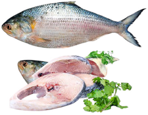 Chandpur Hilsa Fish