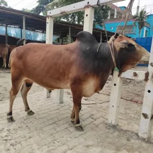 Deshal Breed Sahiwal Cow