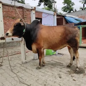 Original Bangladeshi Breed Cow