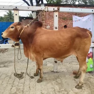 Bangladeshi Pure Breed Shahiwal Cow