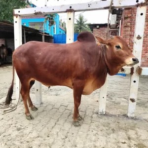Sahiwal Bangladeshi Breed 265Kg Red Cow
