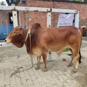 Bangladeshi Breed Shahiwal 310 Kg Cow