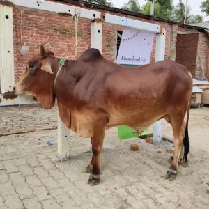 Bangladeshi Breed Shahiwal 270Kg Red Cow