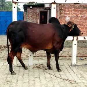 Shahiwal Deshi Breed Cow