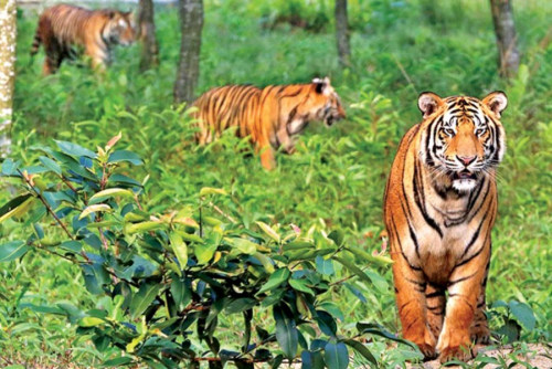 Sundarban Tour Package from Dhaka by Ship