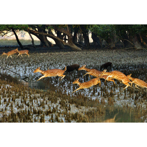 Special Sundarban Tour Package 4 Nights & 3 Days