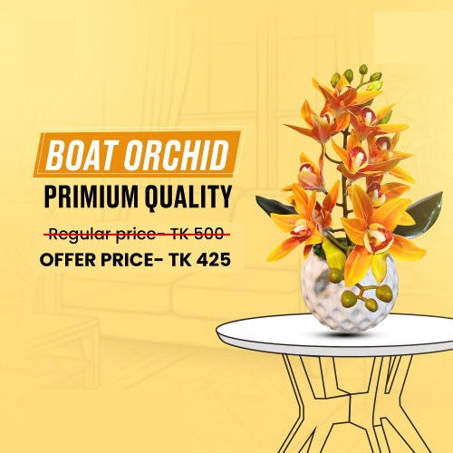Premium Boat Orchid with Tub