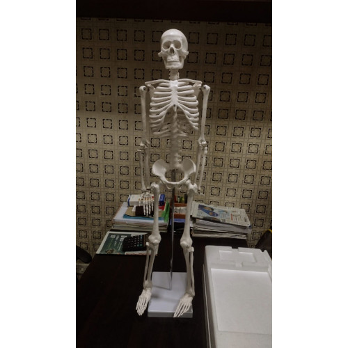 XC-102 Human Skeleton 85CM