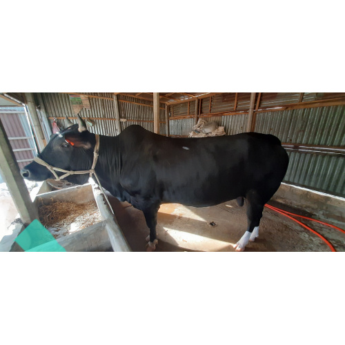 Deshal Breed Cow