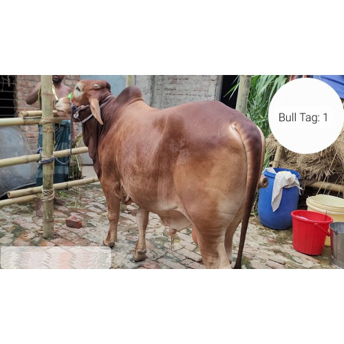 Bangladeshi Shahiwal 420Kg Brownish Red