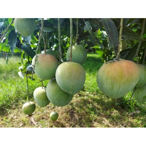 Mangoes Sale from Garden at Shapahar, Naogoan