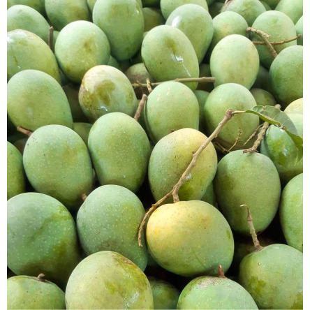 Himsagar Mango from Satkhira