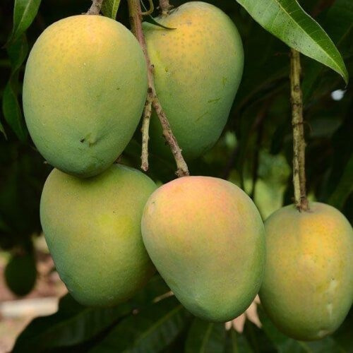 Harivanga Mango from Rangpur