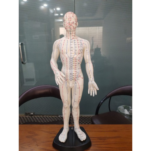 Acupuncture Points 3D Model