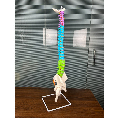 Human Anatomy Spine Model