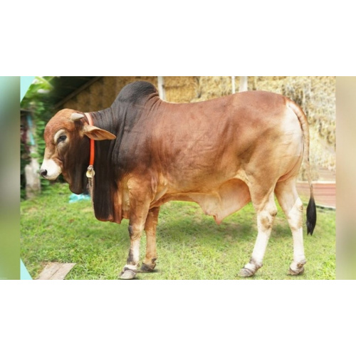 Sahiwal Cow