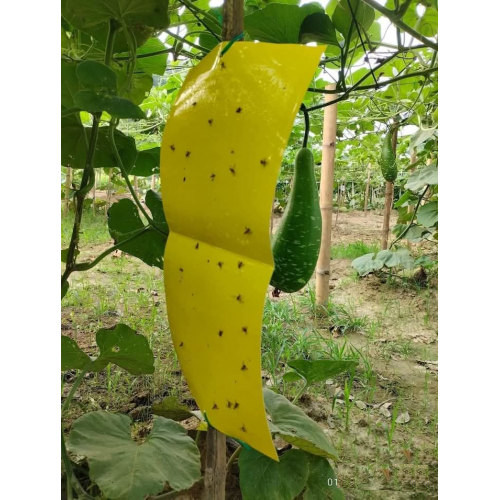 Vegetable Sticky Trap