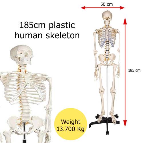 Full Human Body 185cm Anatomical Skeleton