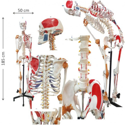 Ningbo 185cm Color Human Skeleton