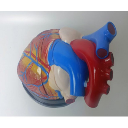 3-Part Human Natural Anatomical Jumbo Plastic Heart