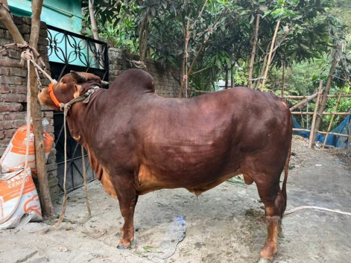 Sahiwal Cow 320Kg