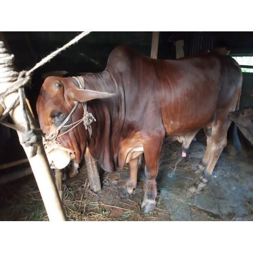 Pure Sahiwal Cow